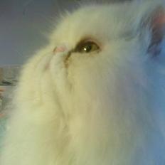 Perser Baltic Bay Prince Charming