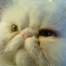 Perser Baltic Bay Prince Charming