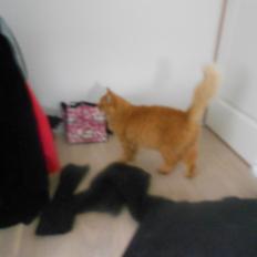 Blanding af racer Ludvig den fede kat! :D