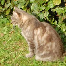 Blanding af racer Calla