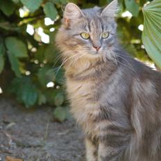 Blanding af racer Calla