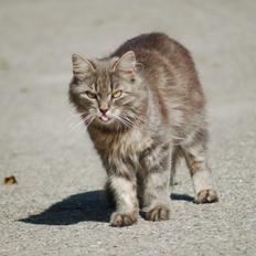 Blanding af racer Calla