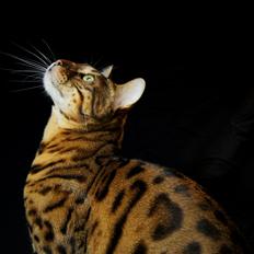 Bengal Kungsgarden I Am Rochester "Azrael"