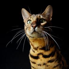 Bengal Kungsgarden I Am Rochester "Azrael"