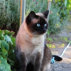 Blanding af racer Tøsen