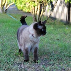 Blanding af racer Tøsen