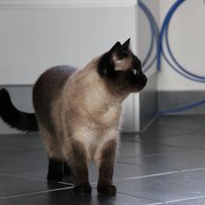 Blanding af racer Tøsen