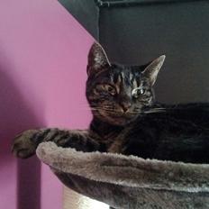 Huskat Amanda Tapping the Cat