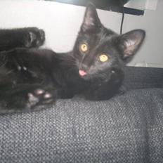 Huskat Gizmo aka Giz