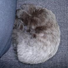 Huskat Mohawk aka MO