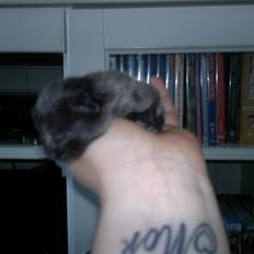 Huskat Mohawk aka MO