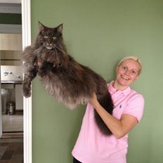 Maine Coon Ferdinand