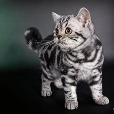 British Shorthair Lovely Louise of Clipper