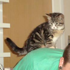 Blanding af racer Bell <3