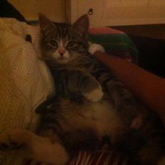 Blanding af racer Bell <3