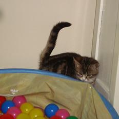 Blanding af racer Bell <3