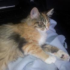 Maine Coon Fnuggi Tidl. kat