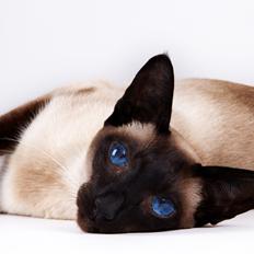 Siameser Lotus <3333