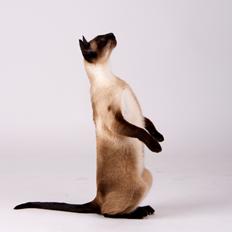 Siameser Lotus <3333