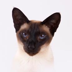 Siameser Lotus <3333