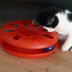 Blanding af racer Bella