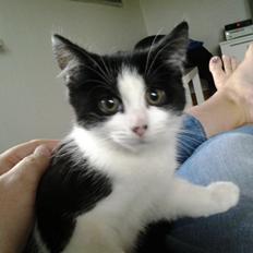 Blanding af racer Bella