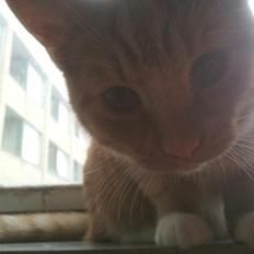 Blanding af racer Garfield