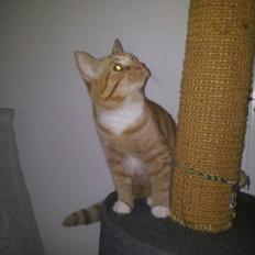 Blanding af racer Garfield