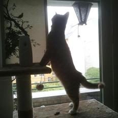 Blanding af racer Garfield