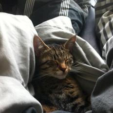 Blanding af racer Robin