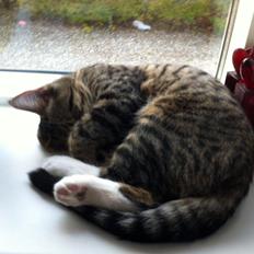 Blanding af racer Robin