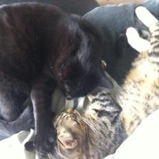 Blanding af racer Robin