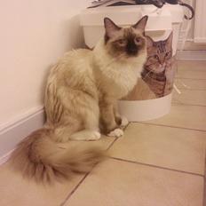 Ragdoll Mingus