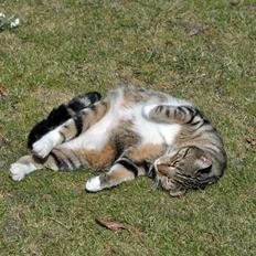 Huskat Milo *R.I.P.*