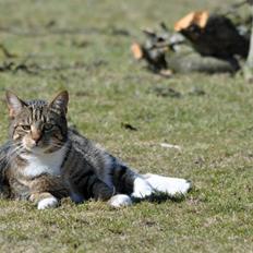 Huskat Milo *R.I.P.*