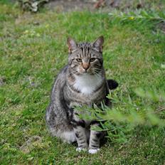 Huskat Milo *R.I.P.*