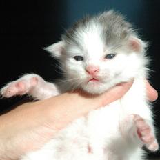 Maine Coon Catoma's Opus One