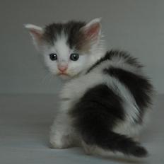Maine Coon Catoma's Opus One