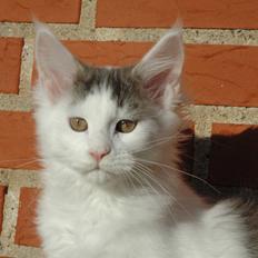 Maine Coon Catoma's Opus One