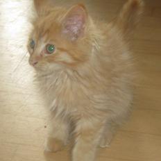 Maine Coon Batmand.