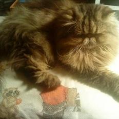 Perser Misty Brown´s Bachie