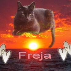 Huskat Freja
