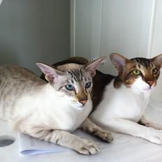 Orientaler Korben Dallas