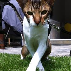 Orientaler Korben Dallas