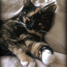 Blanding af racer Marie Curie