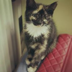 Blanding af racer Marie Curie