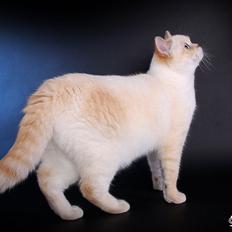 British Shorthair Mille