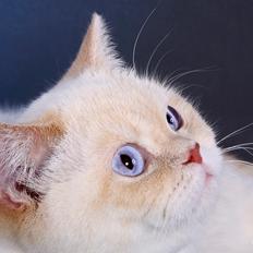 British Shorthair Mille