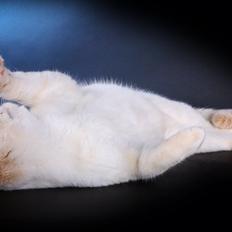 British Shorthair Mille