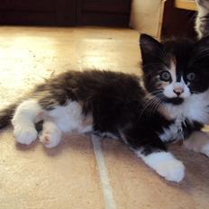 Blanding af racer Thia's Best Sadie Meow